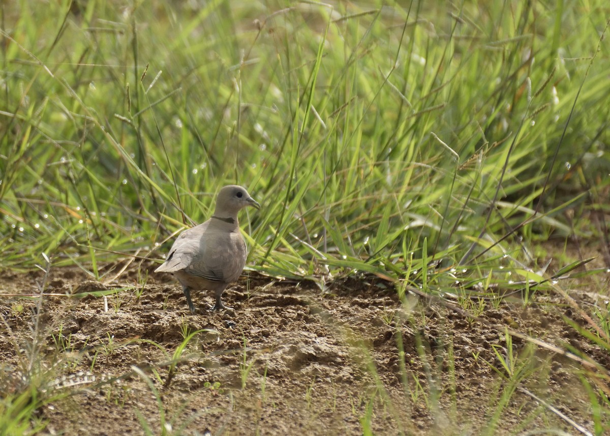 Red Collared-Dove - MAYANK NAMDEO