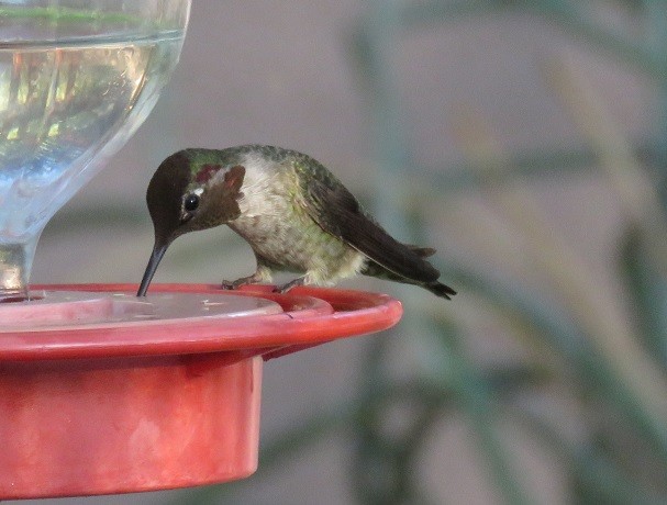 Anna's Hummingbird - ML34734421