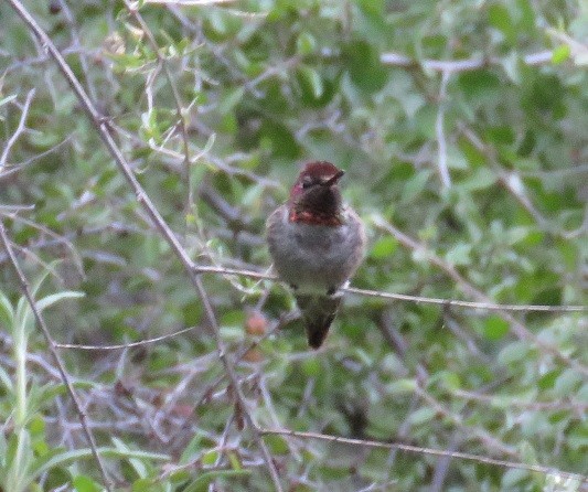 Anna's Hummingbird - ML34734431