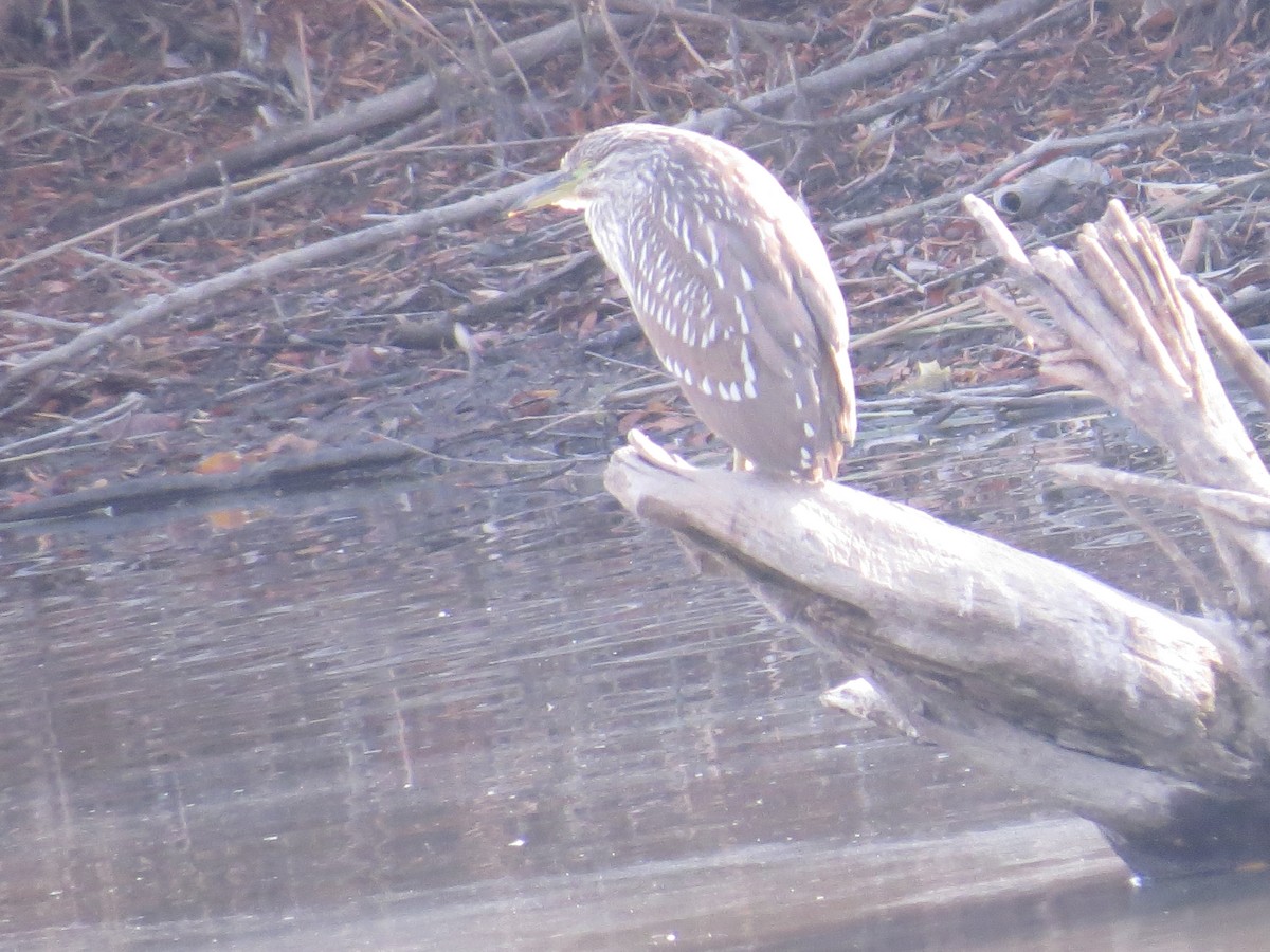 Black-crowned Night Heron - ML347345291