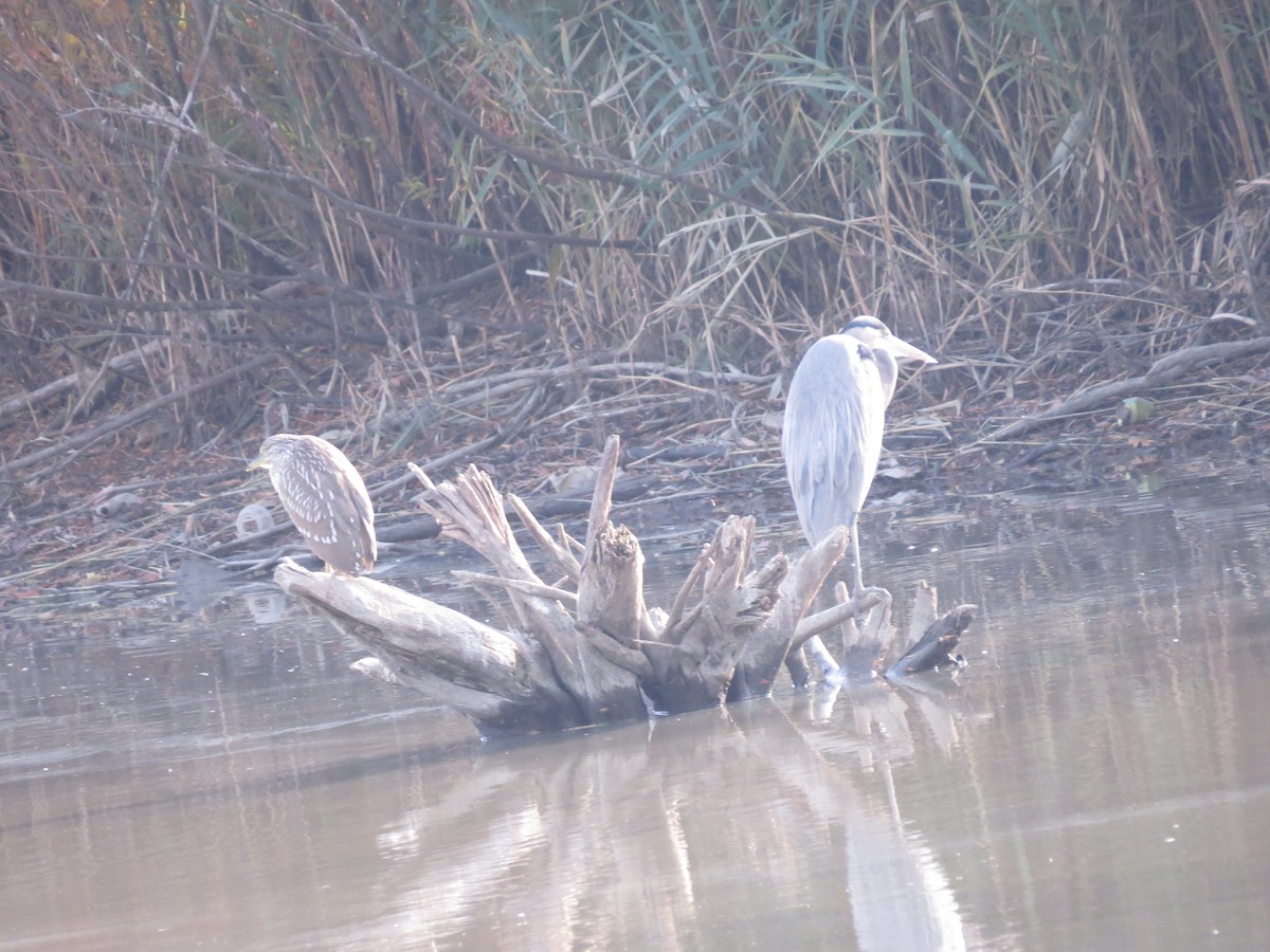 Great Blue Heron - ML347345461