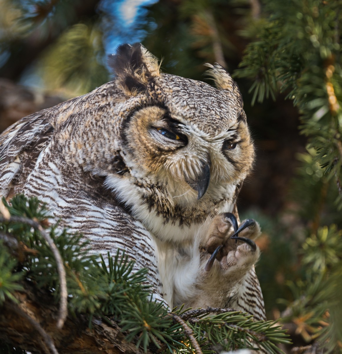 Great Horned Owl - ML347345711