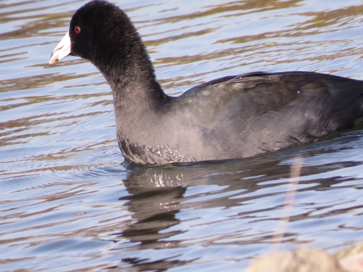 American Coot - ML347346091