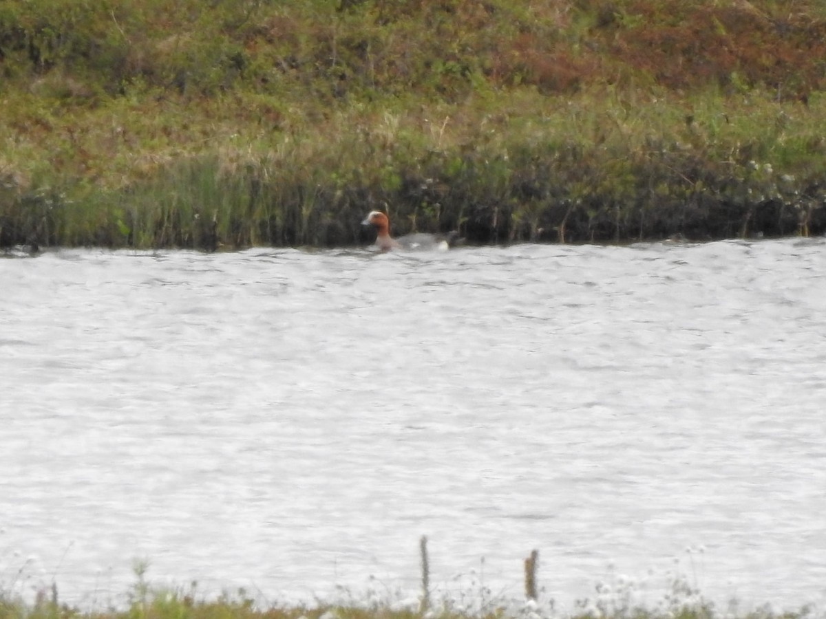 Eurasian Wigeon - ML347346181