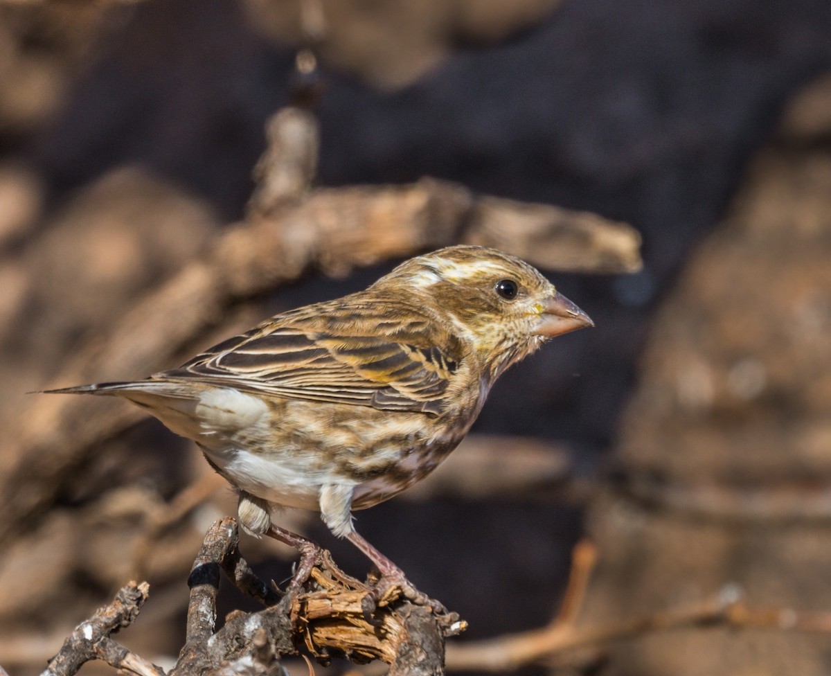 Purple Finch - ML347346771