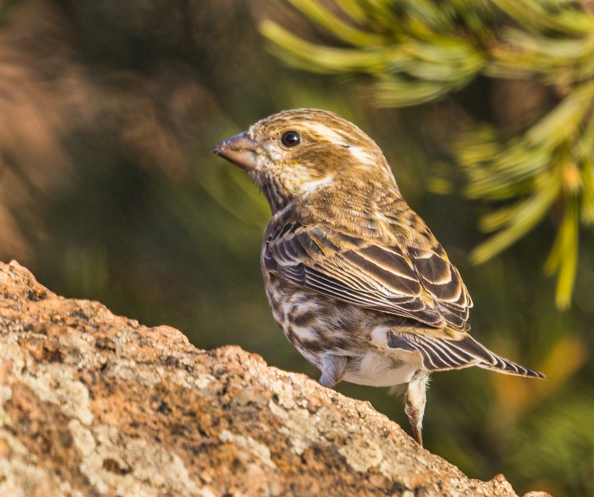 Purple Finch - ML347346781