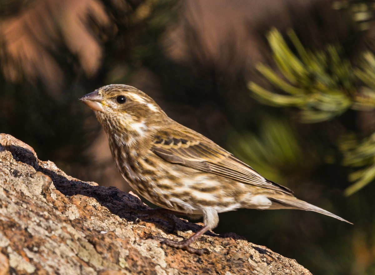 Purple Finch - ML347346791