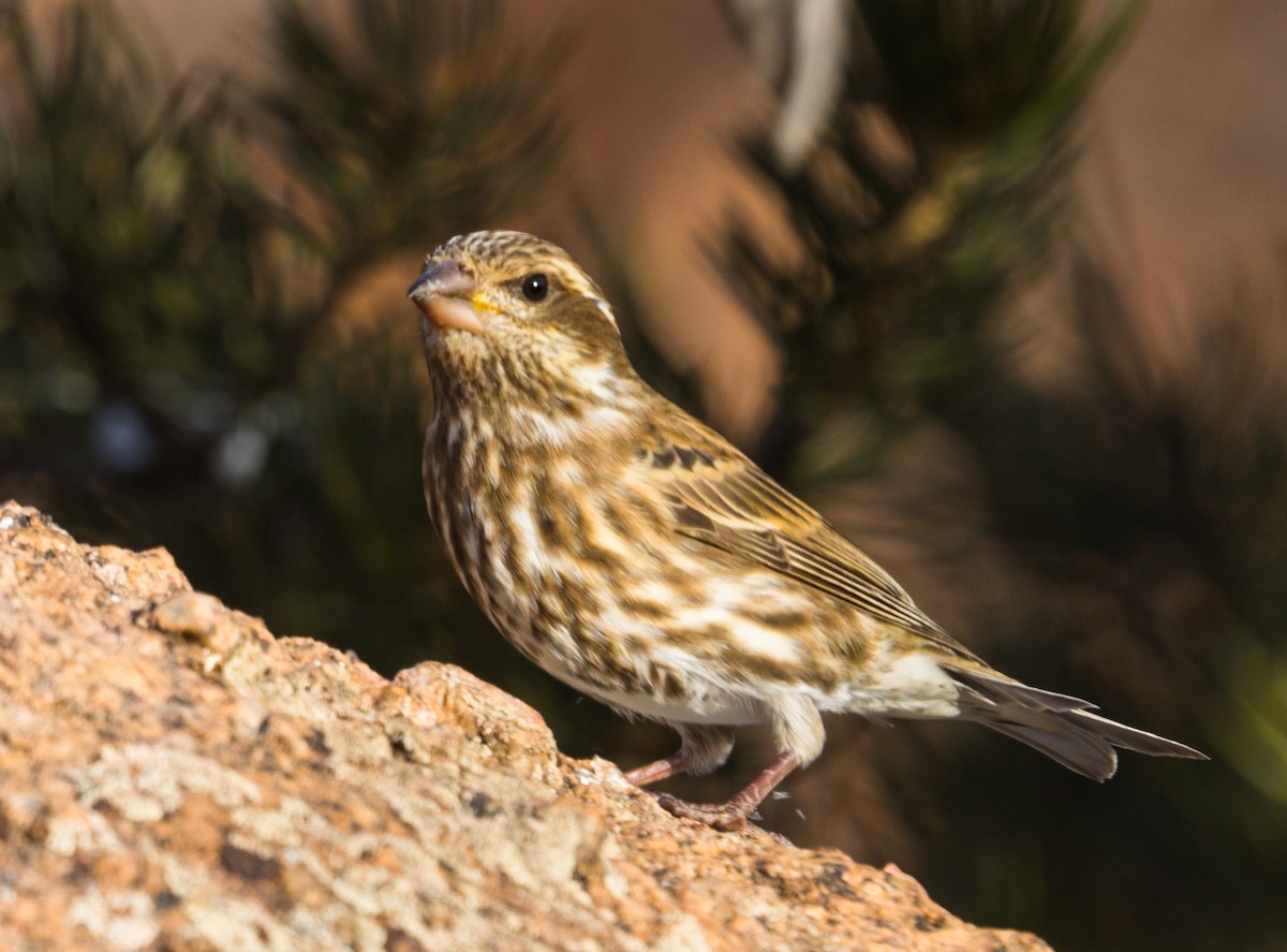 Purple Finch - ML347346801