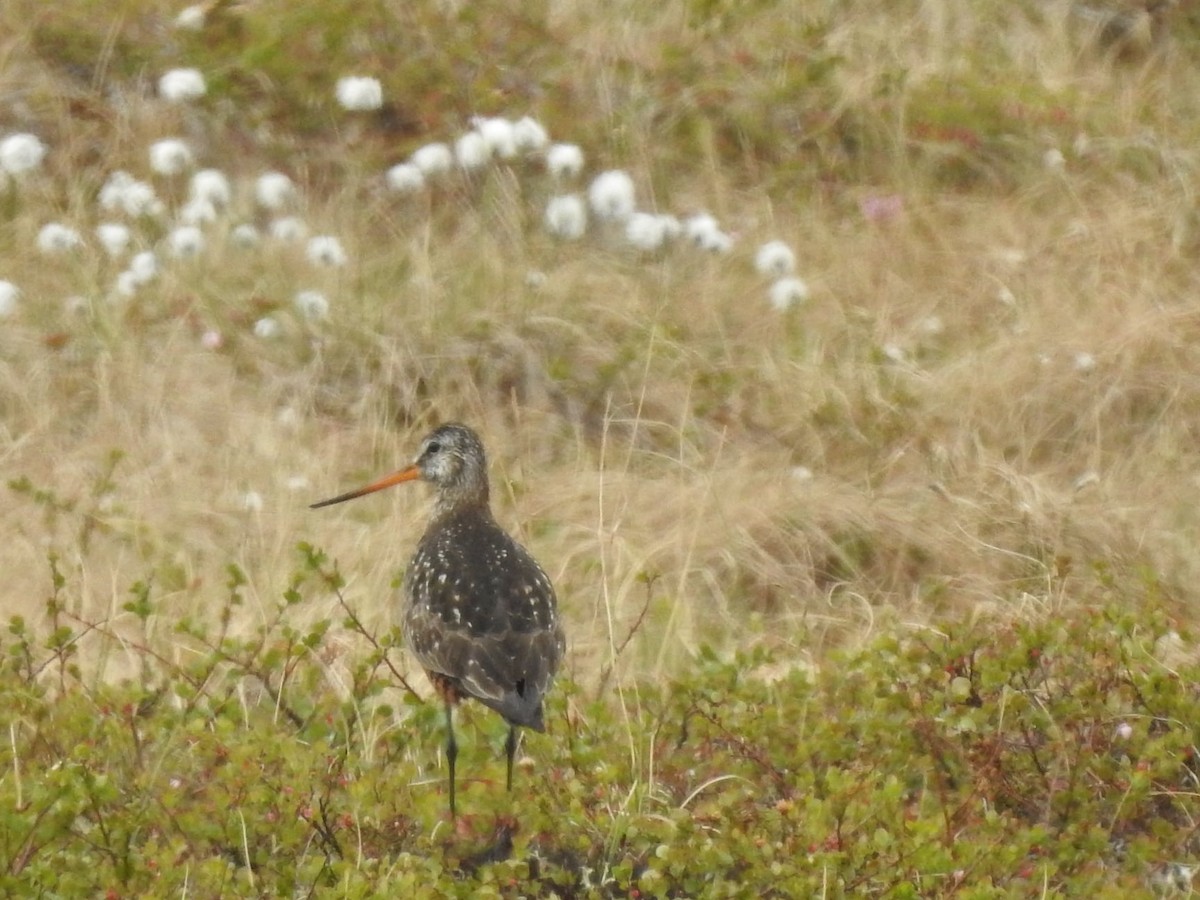Hudsonian Godwit - ML347347401