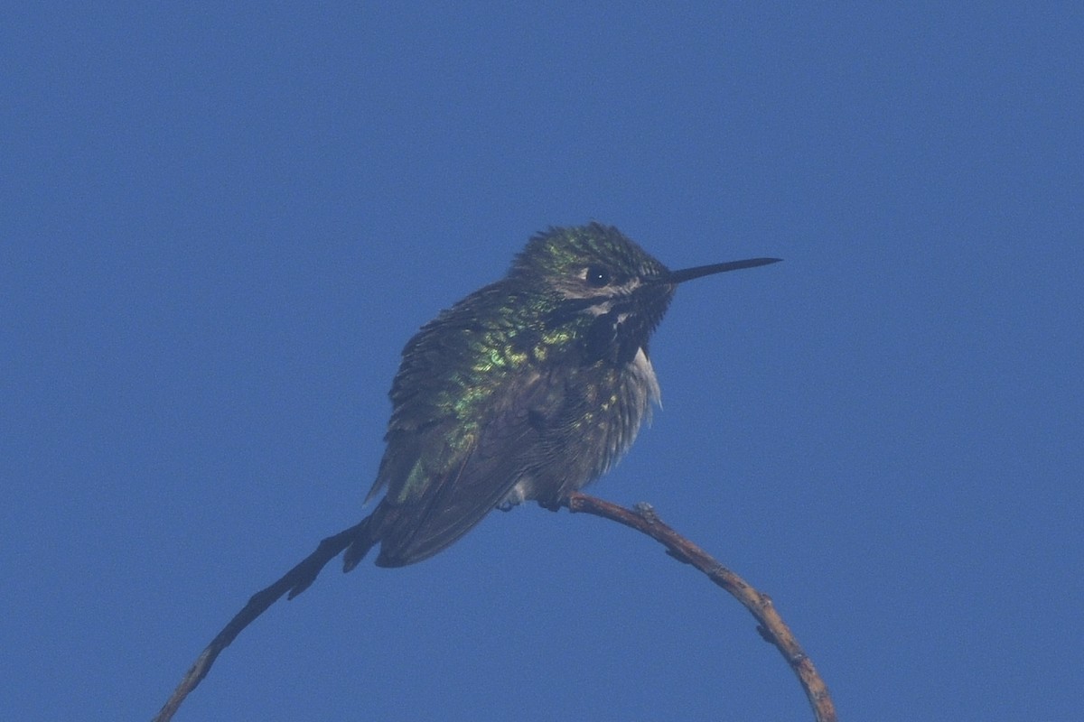 Calliope Hummingbird - ML347349451