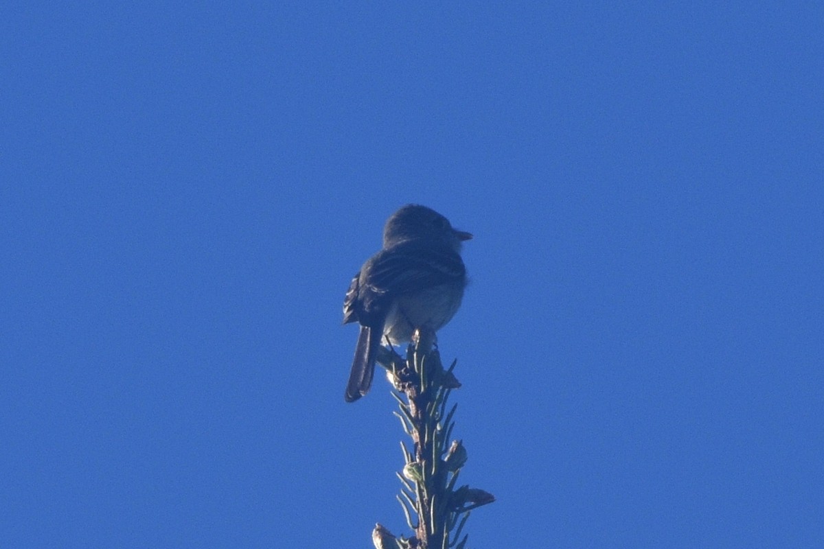 Dusky Flycatcher - ML347349491