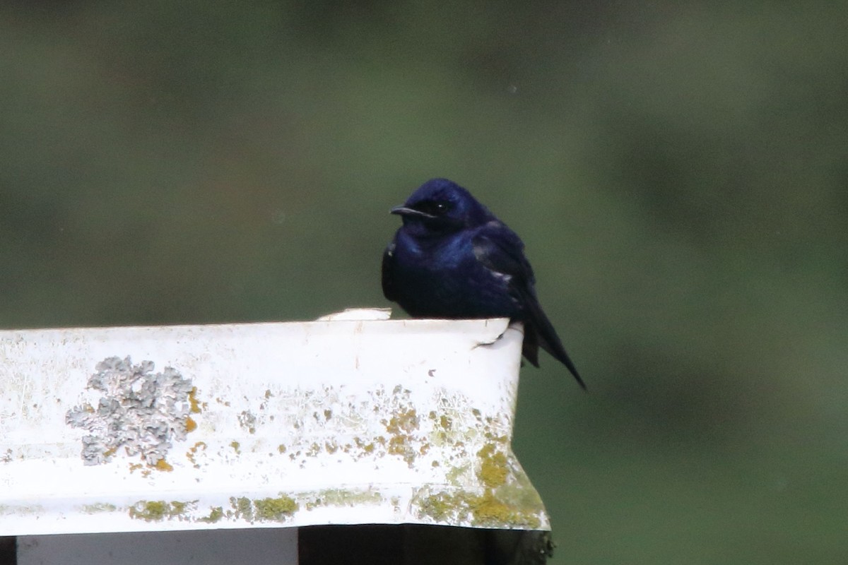 Purple Martin - ML347349701