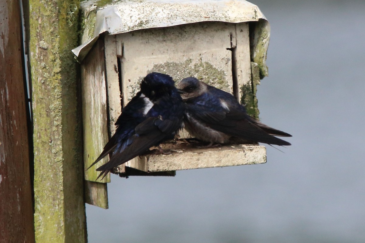 Purple Martin - ML347349721