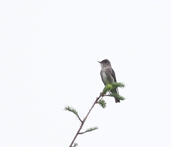 Olive-sided Flycatcher - ML347350381