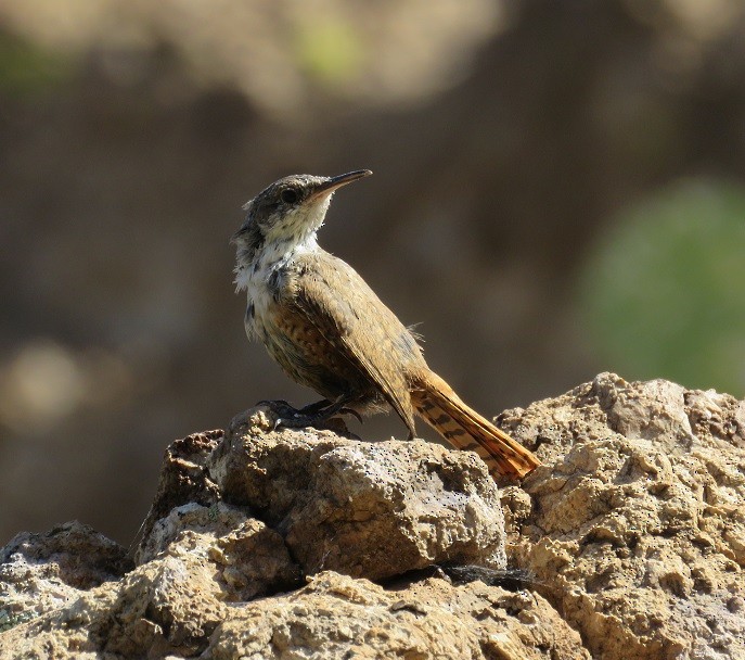 Canyon Wren - ML34735041