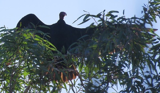 Turkey Vulture - ML34735101