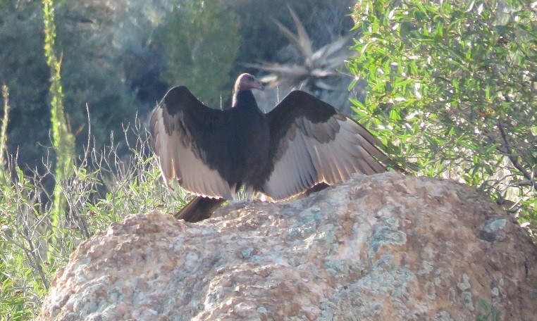 Turkey Vulture - ML34735111