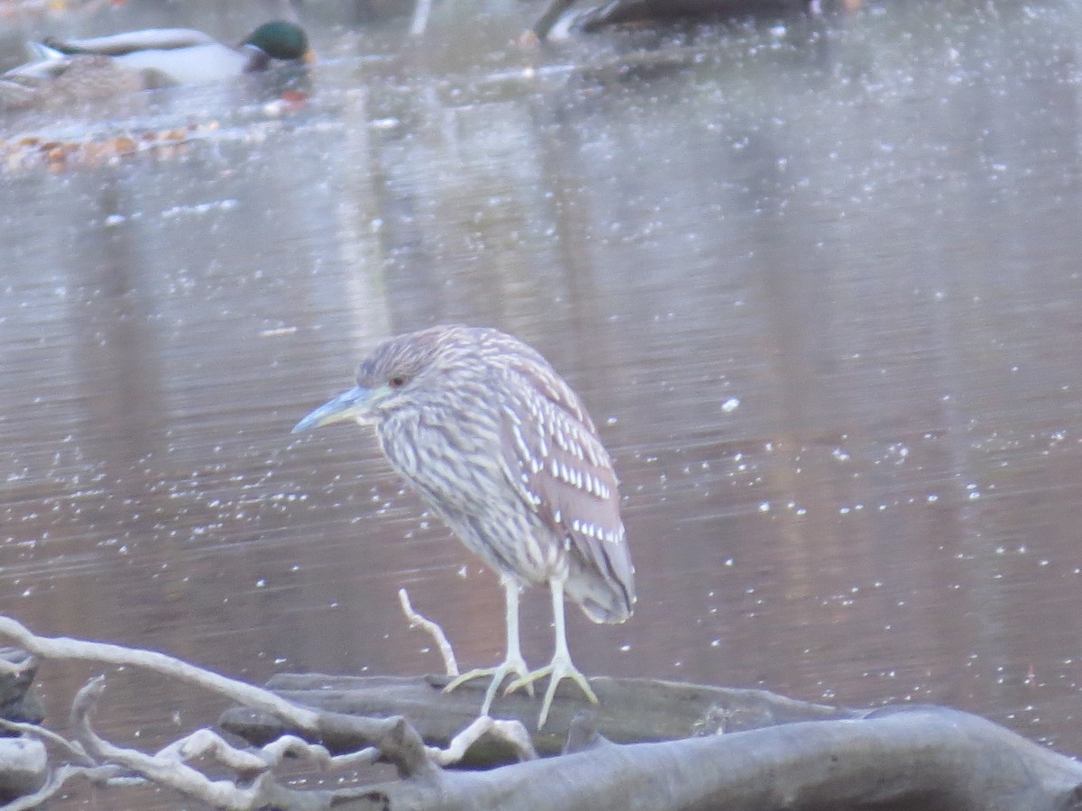 Black-crowned Night Heron - ML347351361