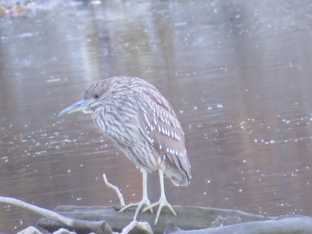 Black-crowned Night Heron - ML347351371