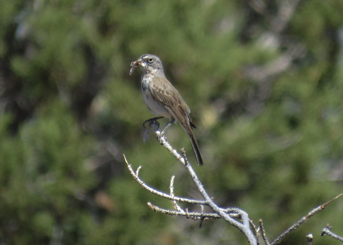 Sagebrush Sparrow - ML347351931