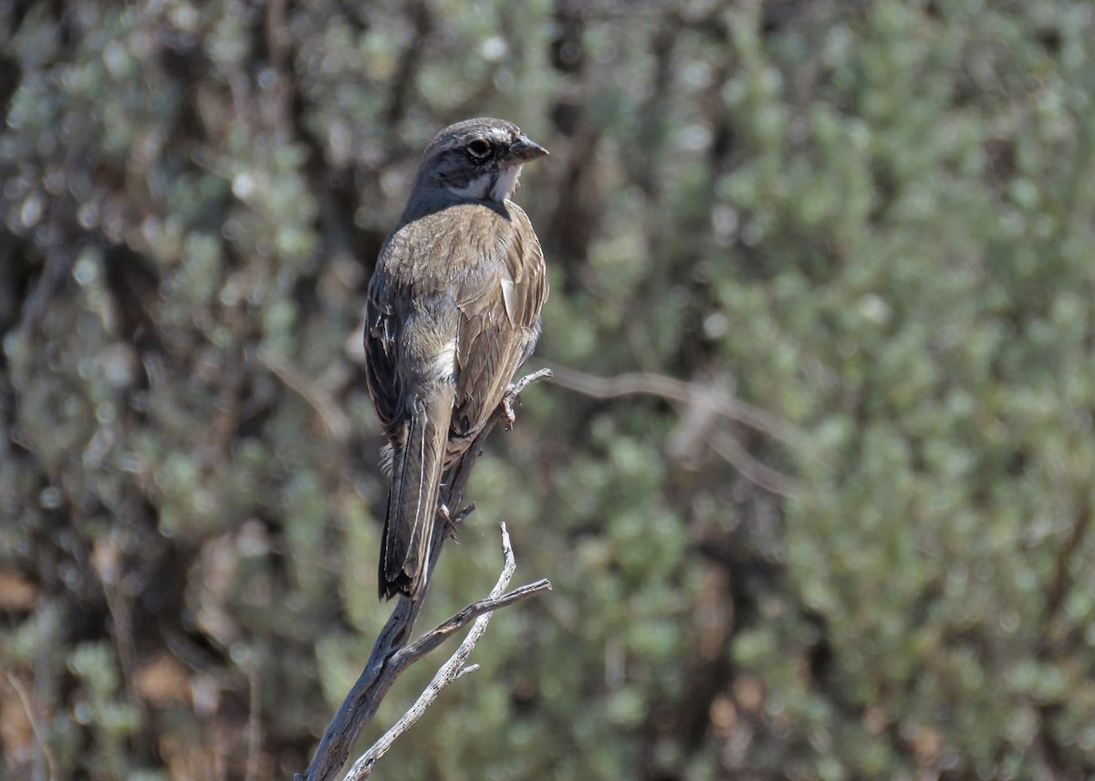 Sagebrush Sparrow - ML347352501