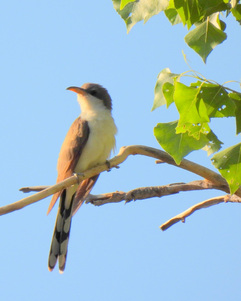 Yellow-billed Cuckoo - ML347353791