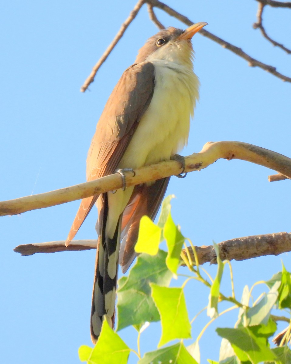 Yellow-billed Cuckoo - ML347353881