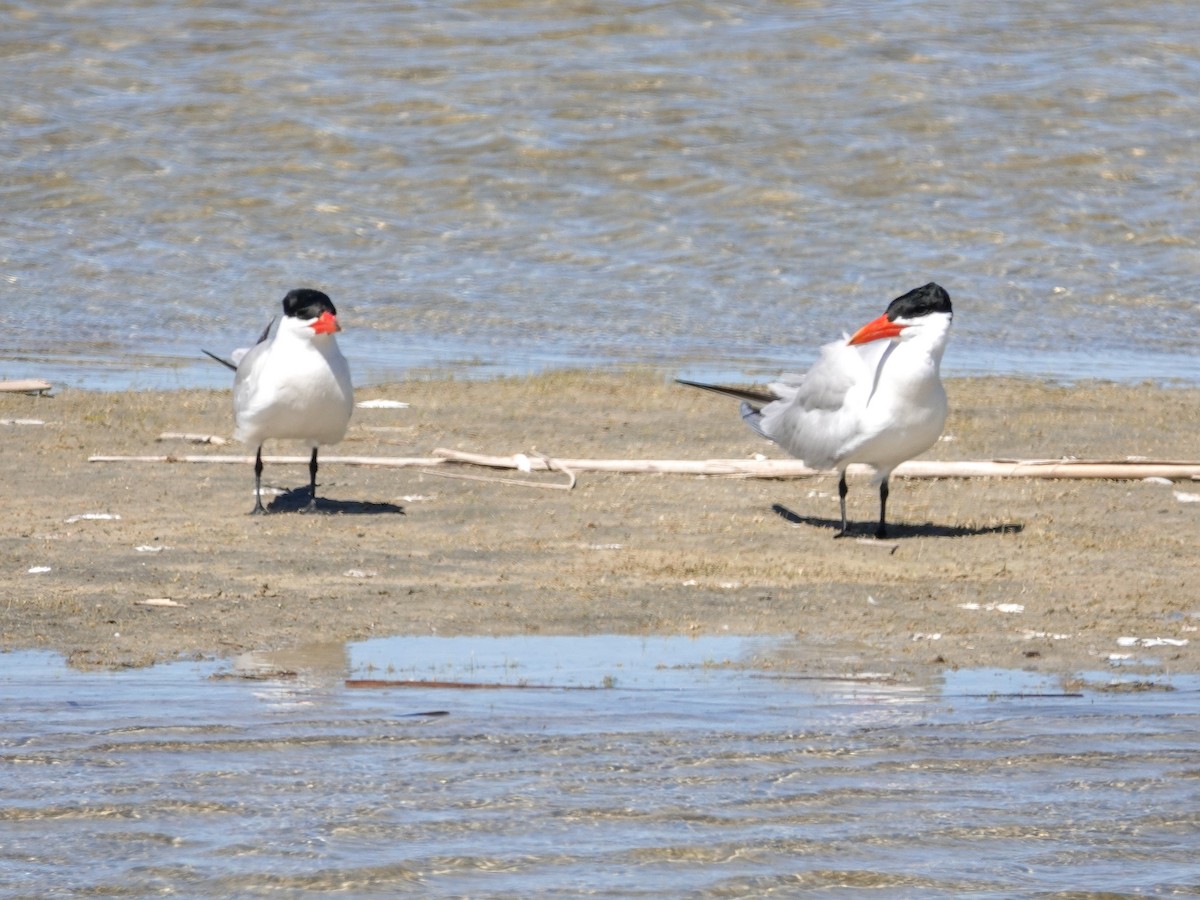 Caspian Tern - ML347355301