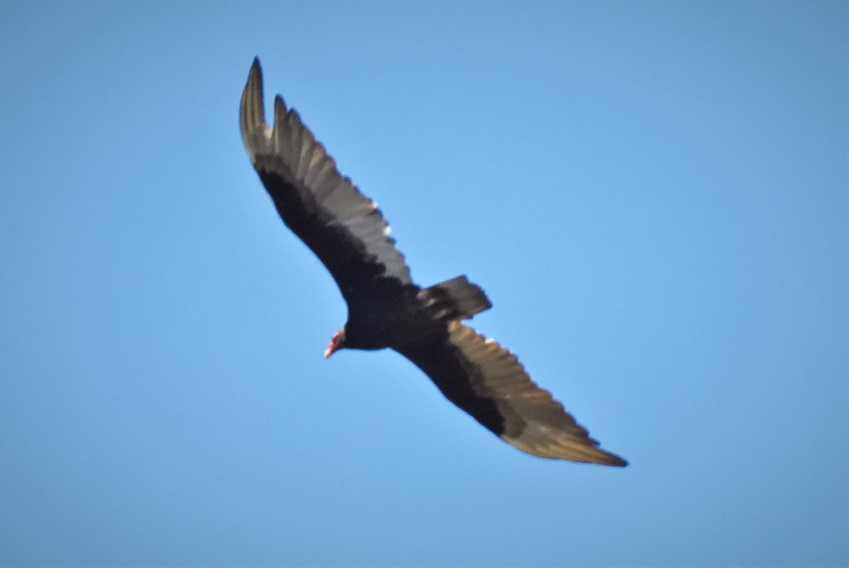 Turkey Vulture - ML347355571