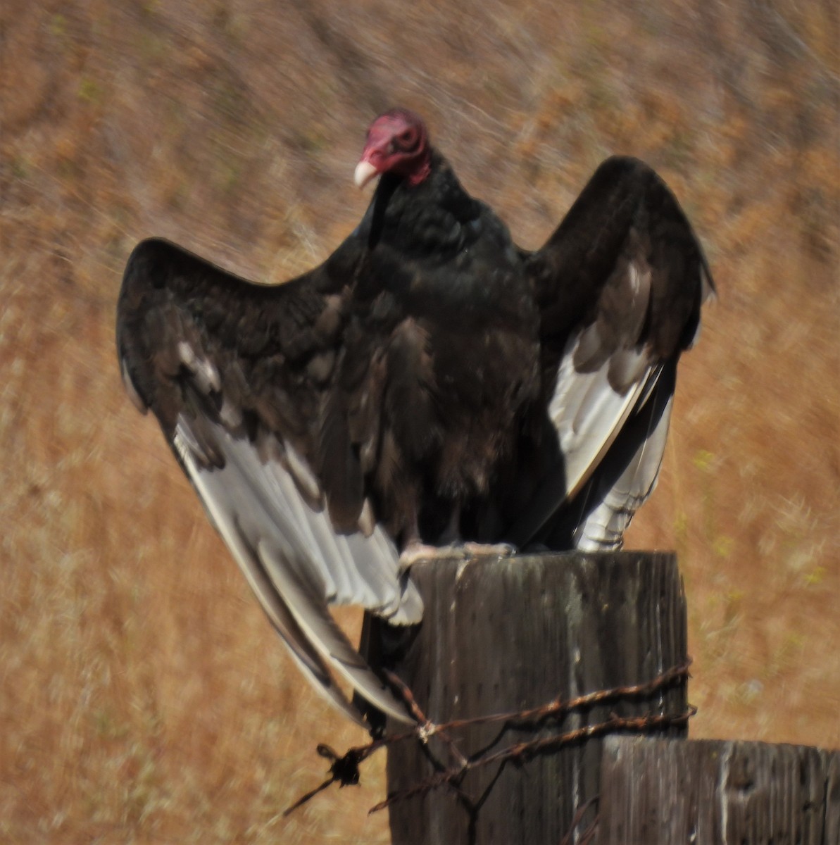 Turkey Vulture - Bill Pelletier