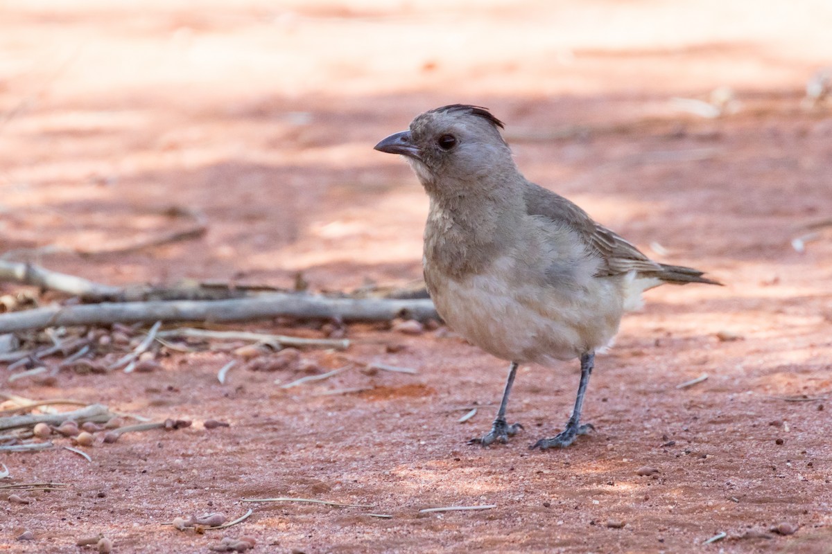 Crested Bellbird - ML347356021