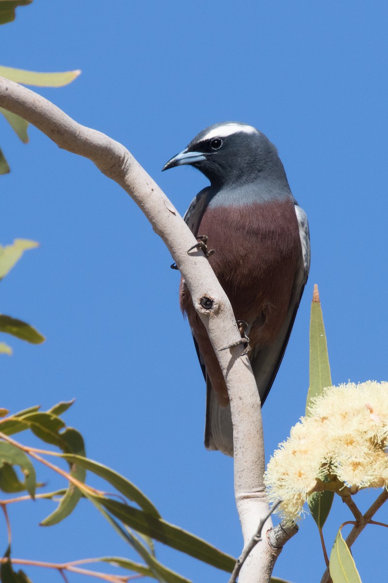 White-browed Woodswallow - ML347356081