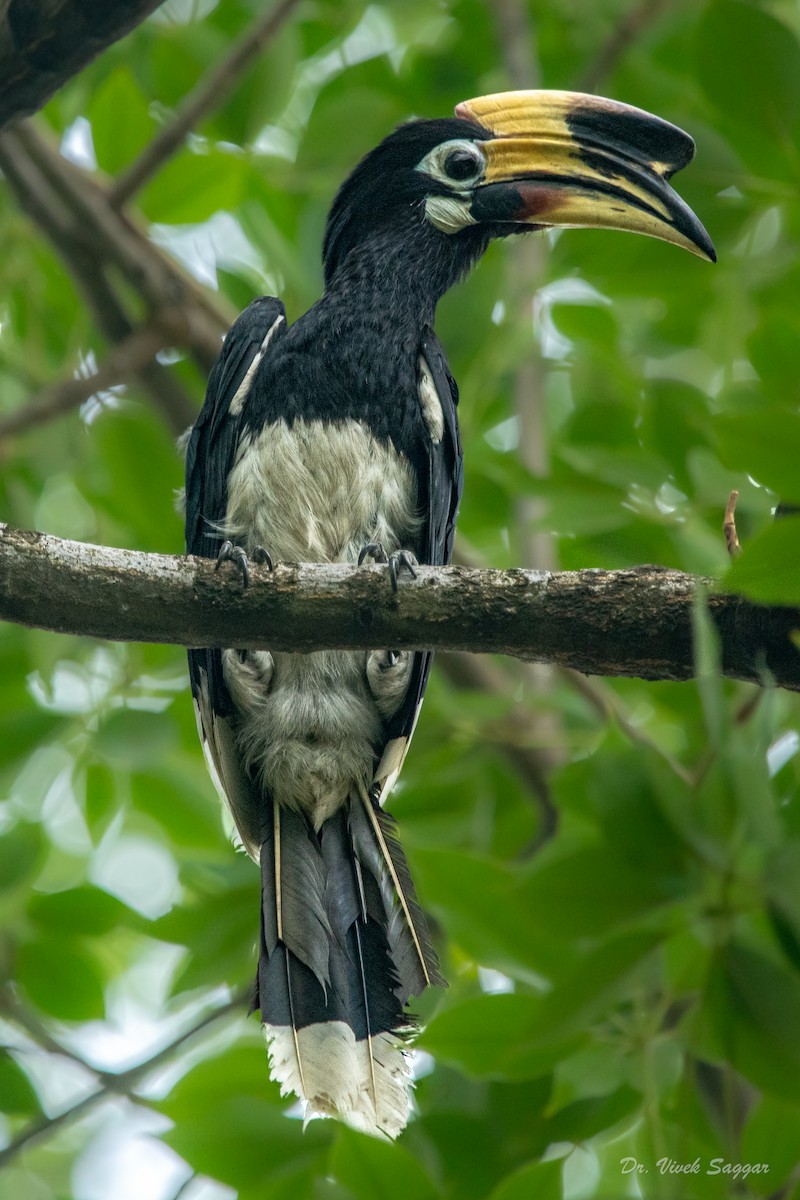 Oriental Pied-Hornbill - ML347357081