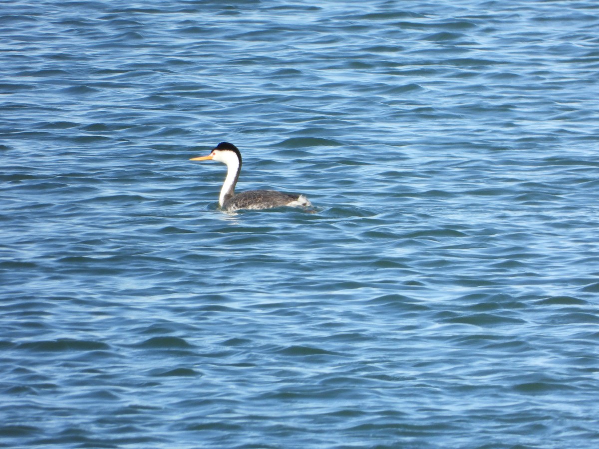 Clark's Grebe - ML347358321