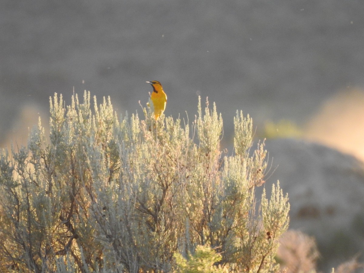 Oriole de Bullock - ML347360481