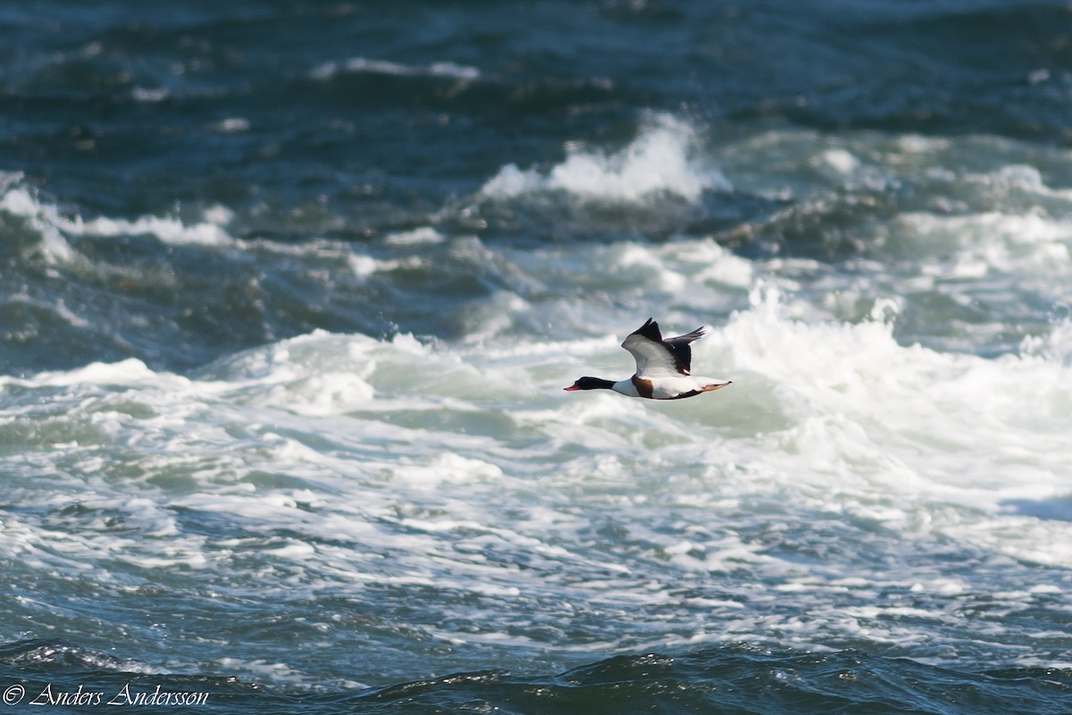 Common Shelduck - ML347361071