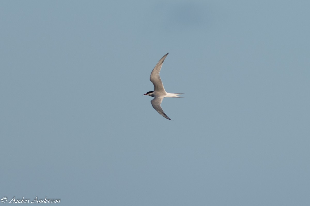Common Tern - ML347361091