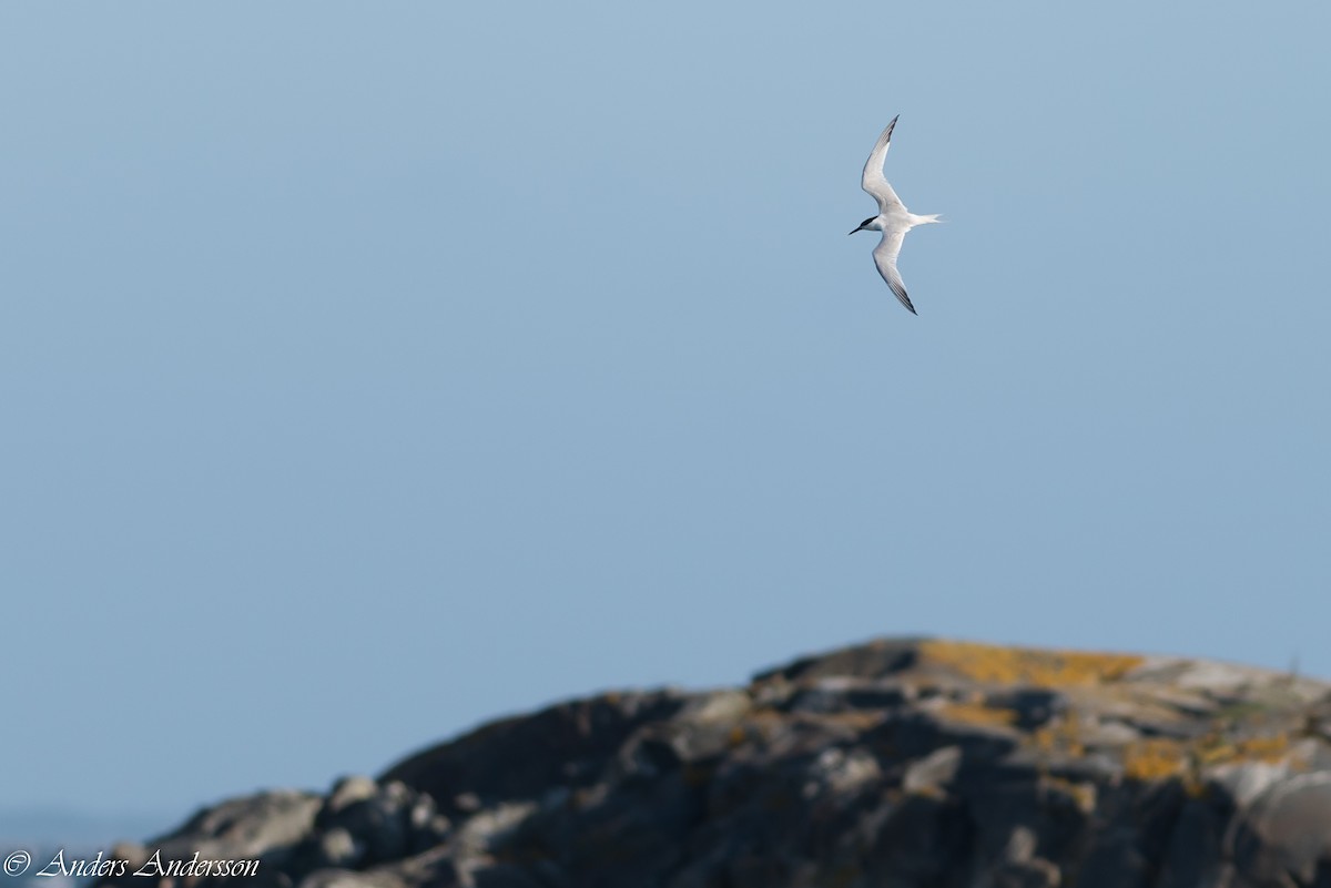 Sandwich Tern (Eurasian) - ML347361141