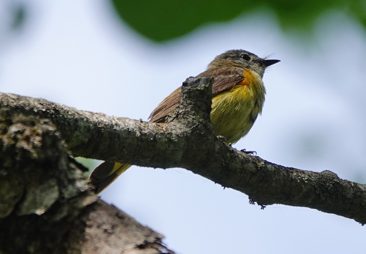 American Redstart - mc coburn