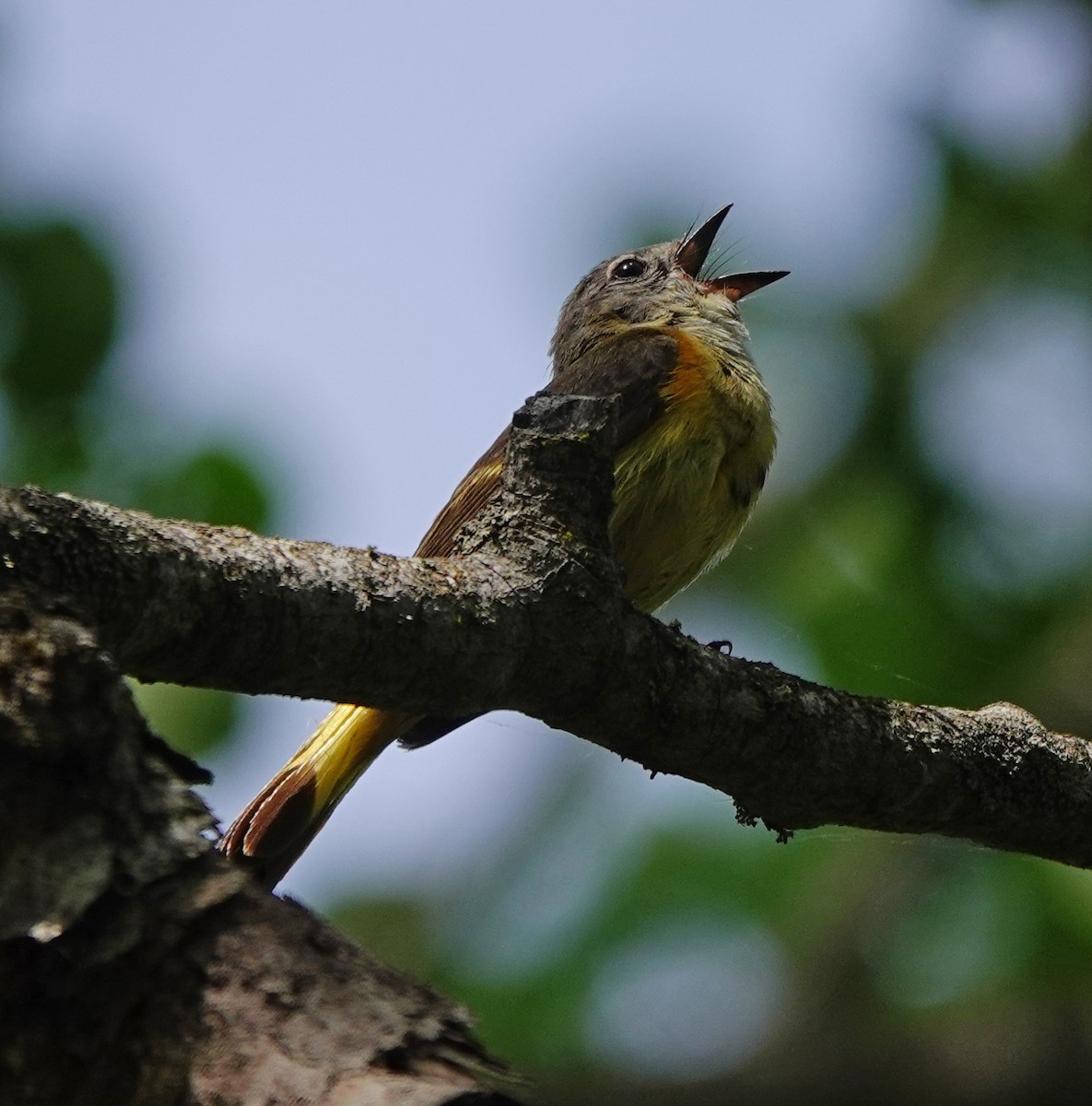 American Redstart - ML347361451