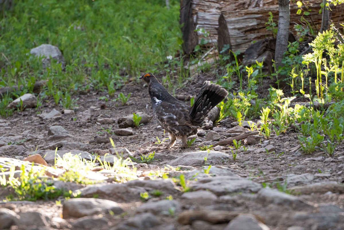 Dusky Grouse - ML347362111