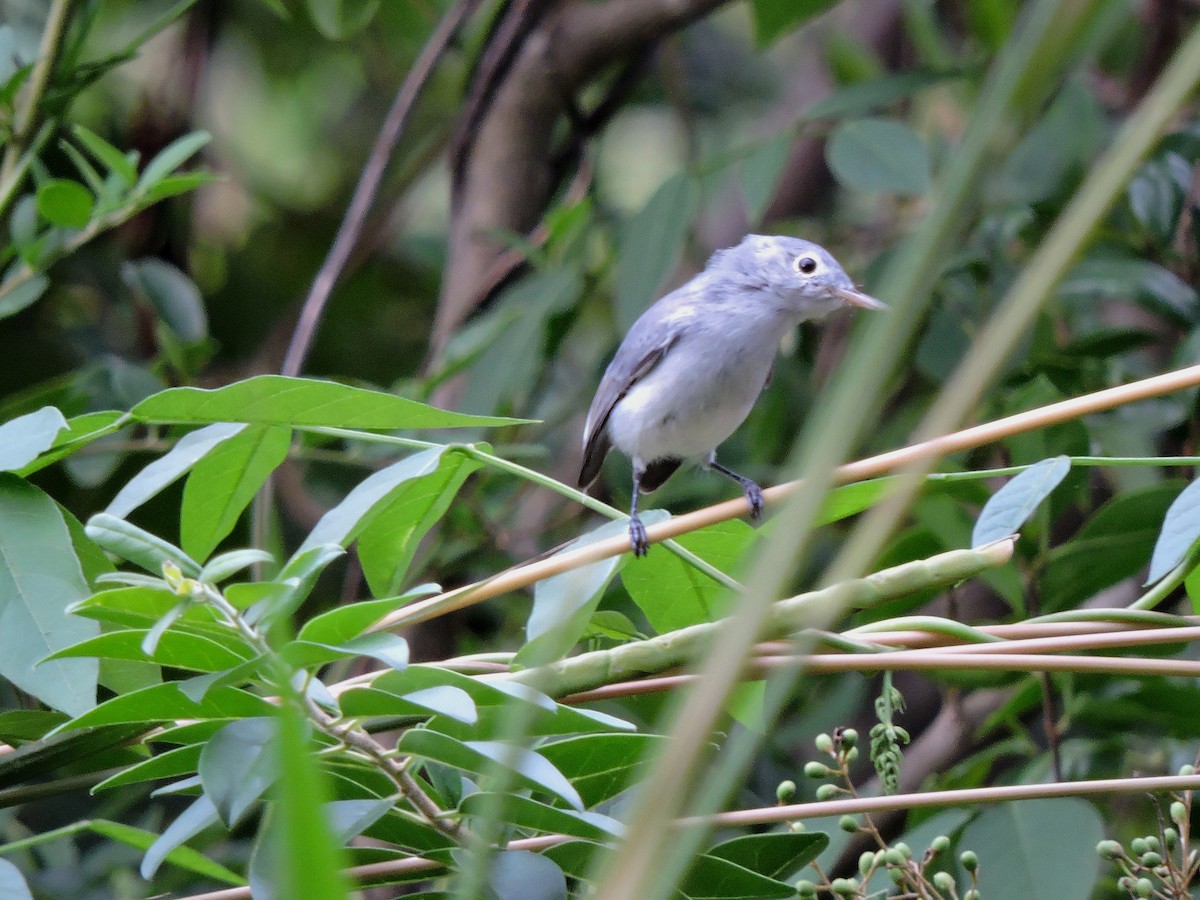 Blue-gray Gnatcatcher - S. K.  Jones