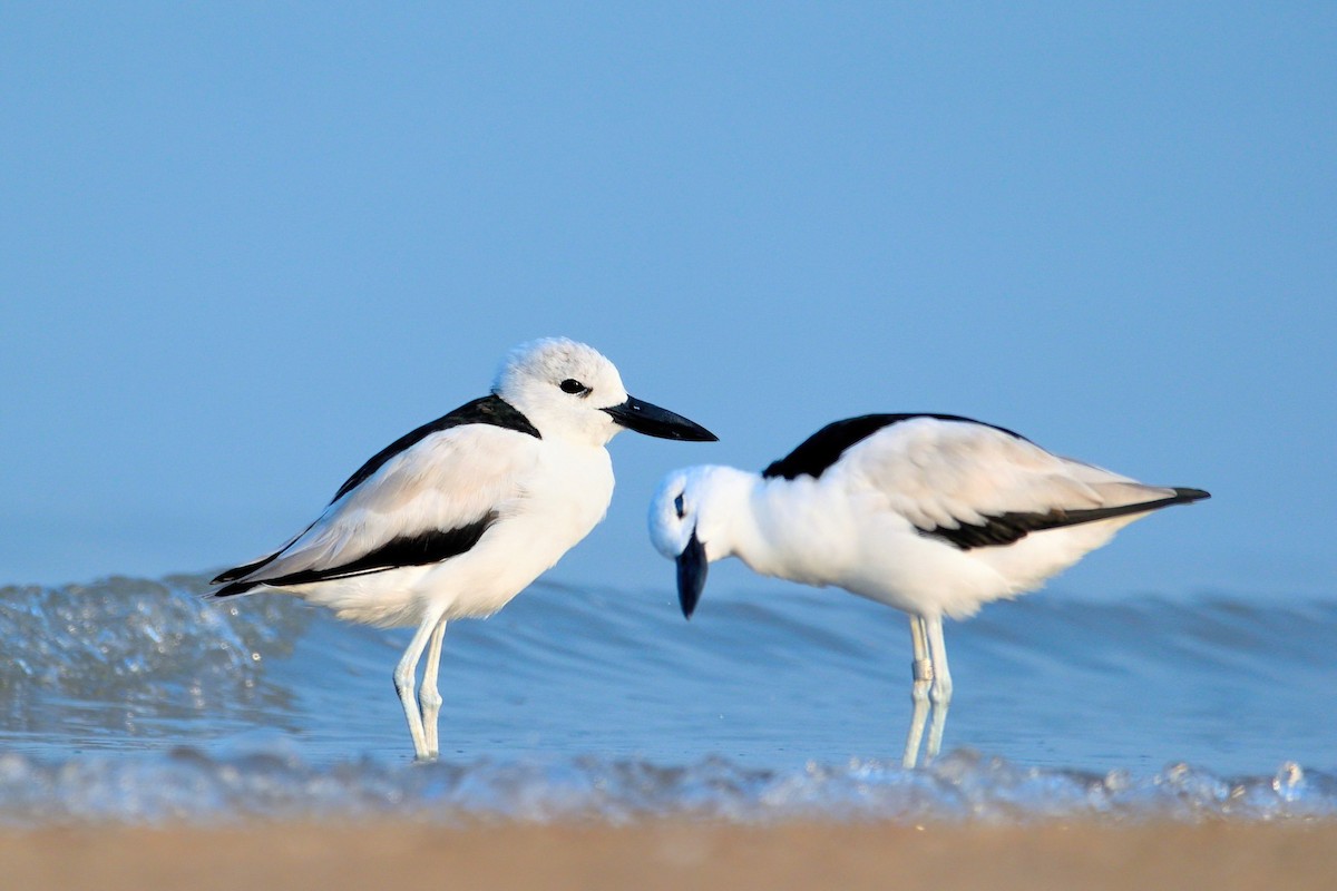 Crab-Plover - Hiren Khambhayta