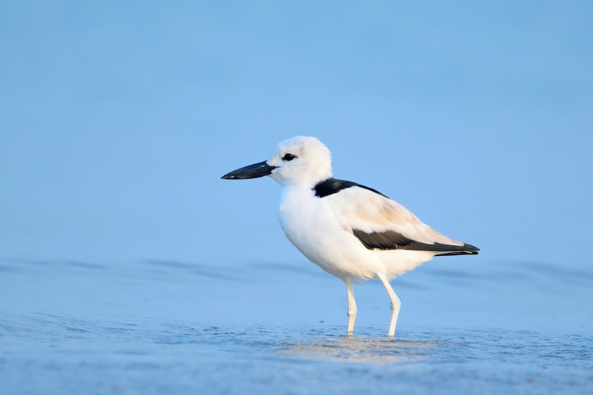 Crab-Plover - Hiren Khambhayta