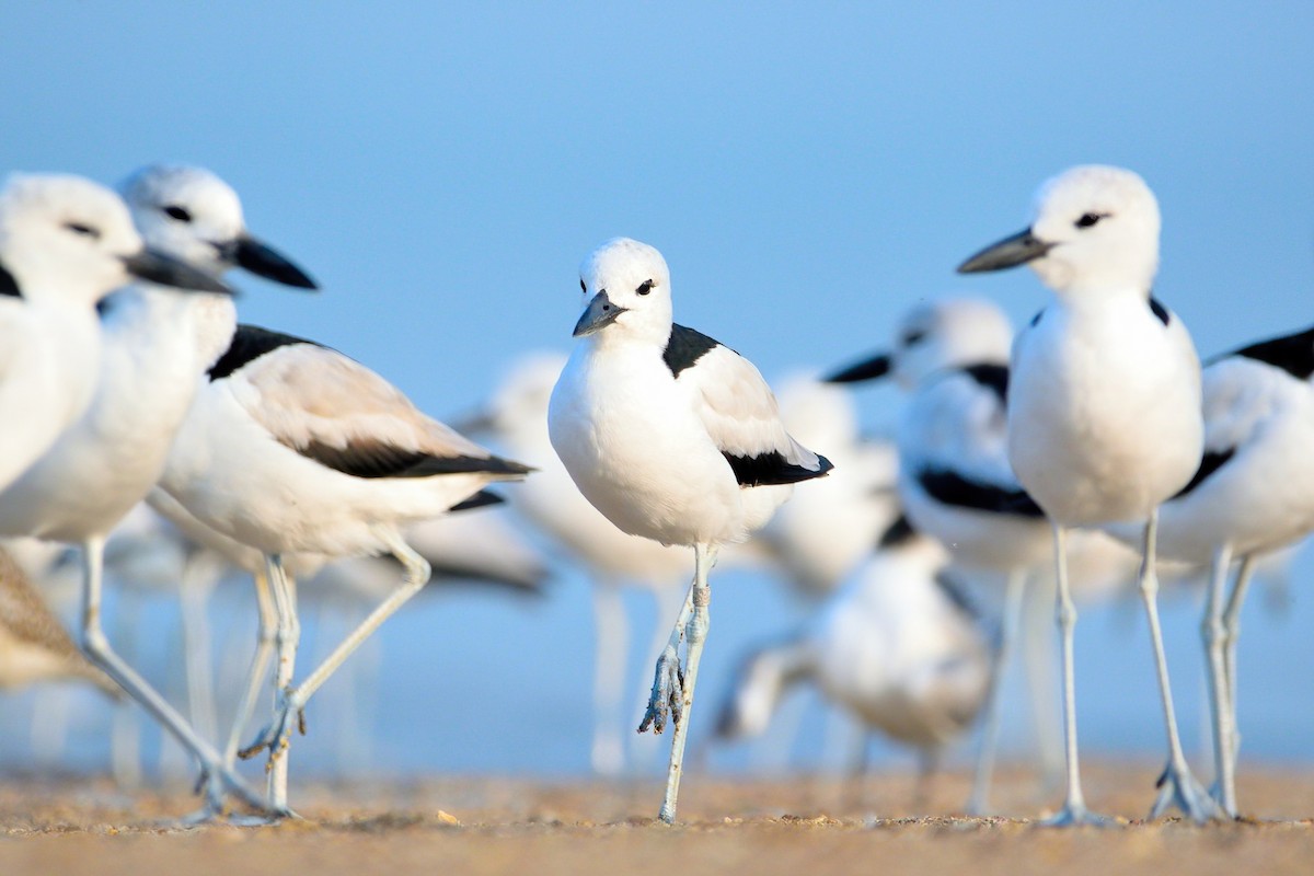 Crab-Plover - Hiren Khambhayta