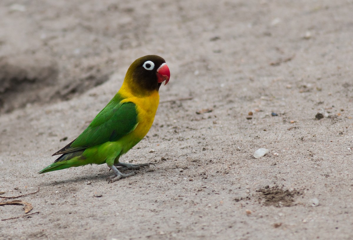 Yellow-collared Lovebird - ML347362801