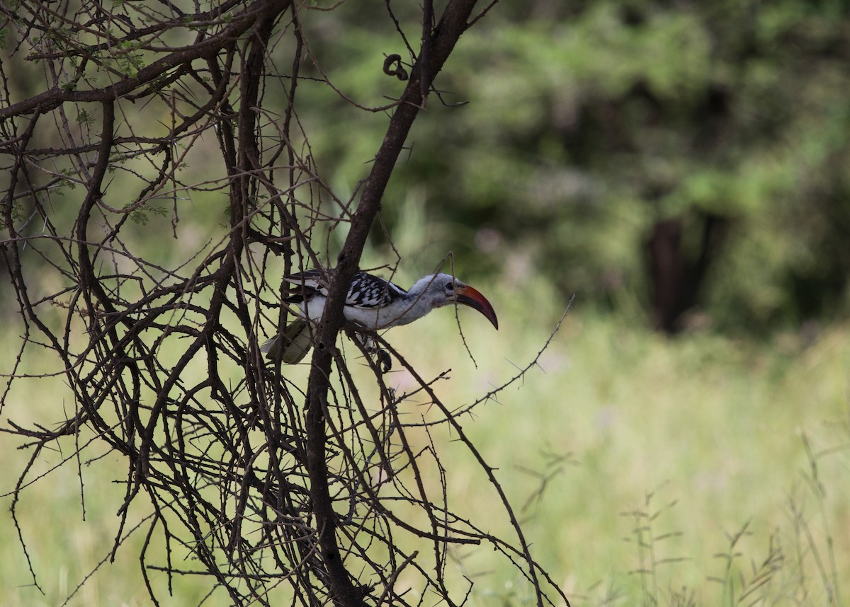 Northern Red-billed Hornbill - ML347362831