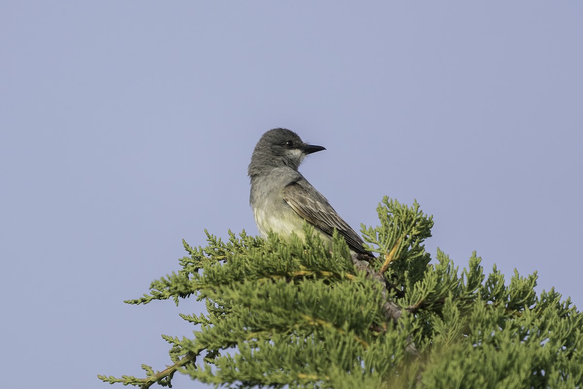 Cassin's Kingbird - ML347363141