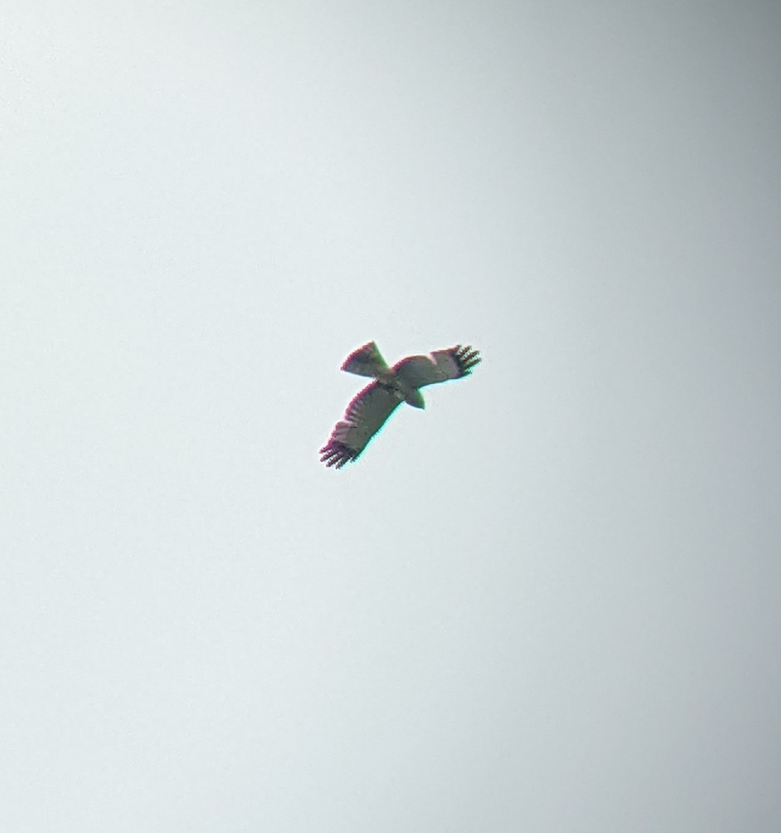 Northern Harrier - Adam Mitchell