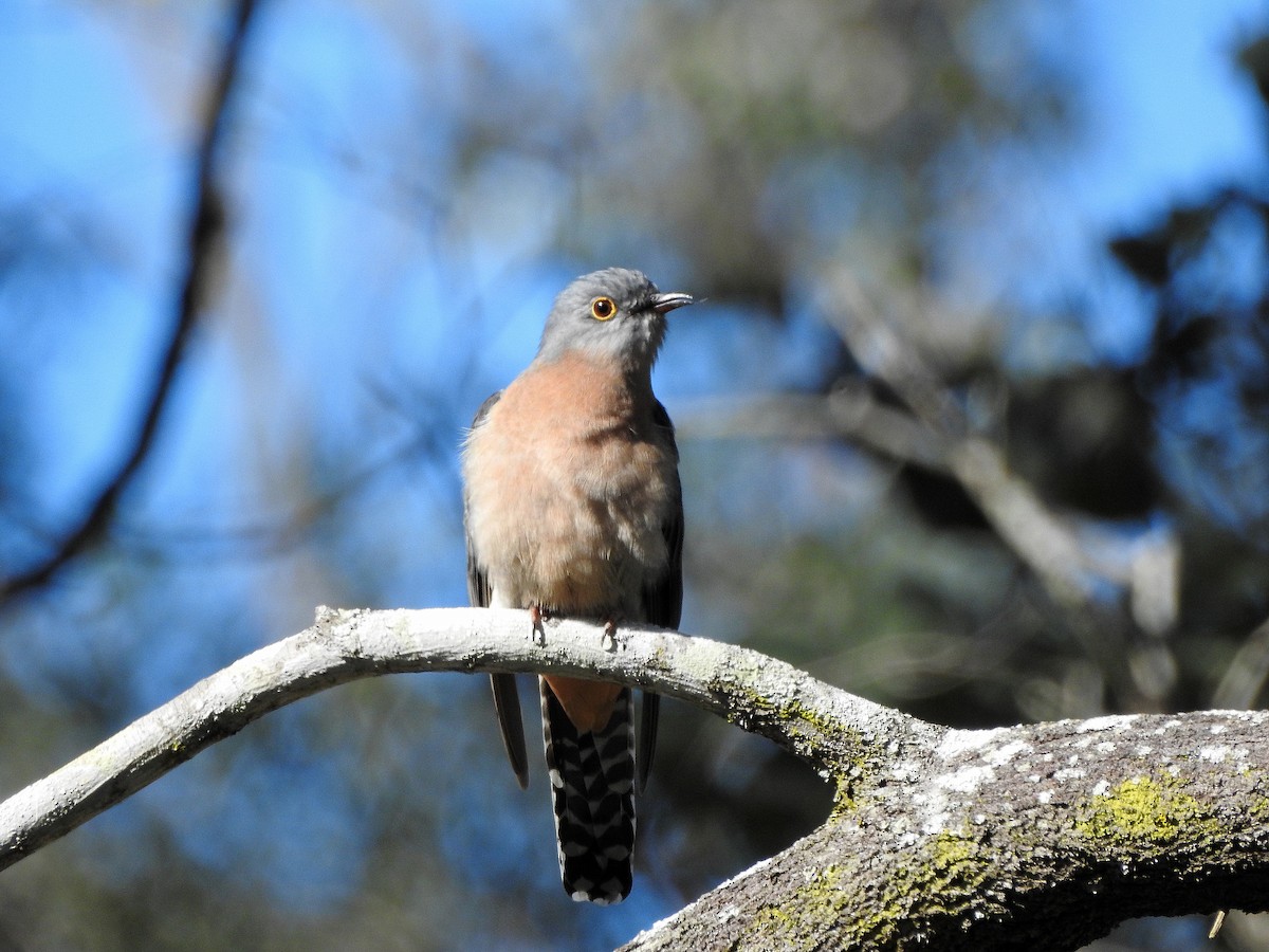 Fan-tailed Cuckoo - ML347364871